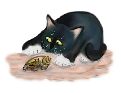 Hermit Crab Hides from Kitten