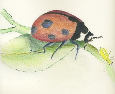 Ladybug