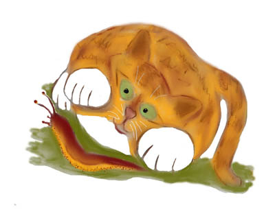 Orange Tiger Kitten and a Pacific NW Slug