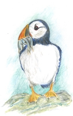 Puffin