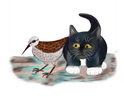 Sandpiper and Kitten