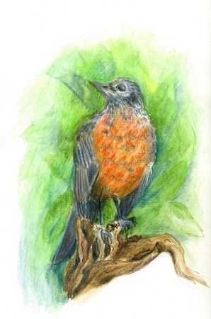 Young Robin